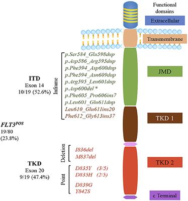 Profiling FLT3 Mutations in Mexican Acute Myeloid Leukemia Pediatric Patients: Impact on Overall Survival